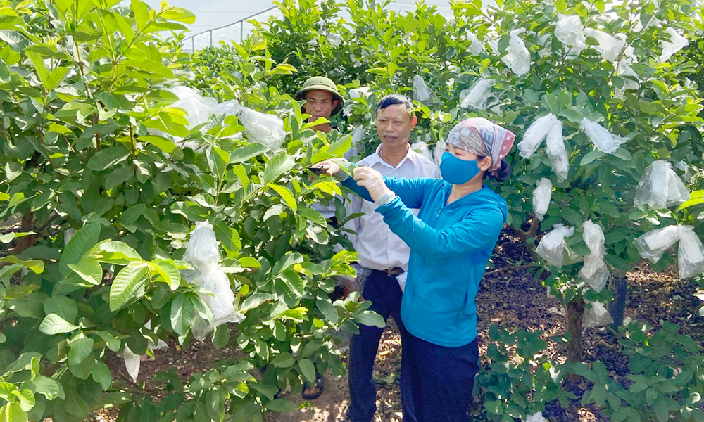 Bac Giang concentrates on crop restructuring to build sustainable large-scale commodity production areas